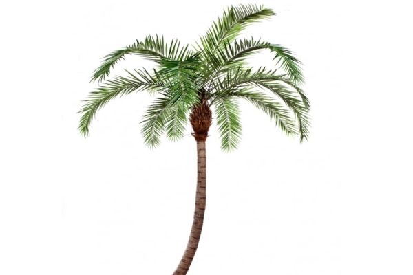 Smukła i zdrowa jak palma kokosowa